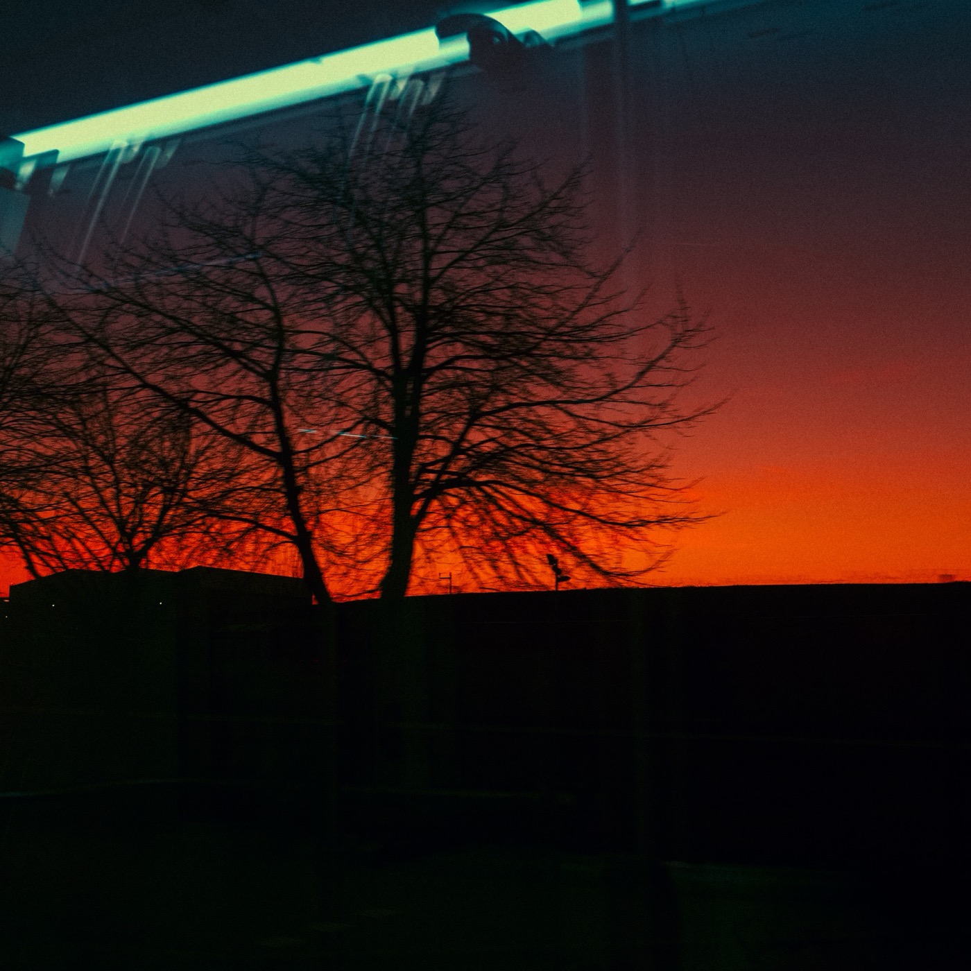 Bare tree against a red sunset